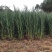 皇竹草种节新型皇竹草种节产地直发皇竹草种节量大从优皇竹草
