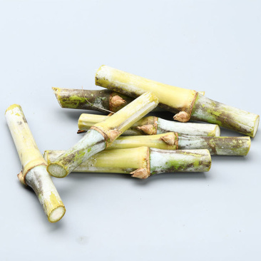 皇竹草种节新型皇竹草种节产地直发皇竹草种节量大从优皇竹草