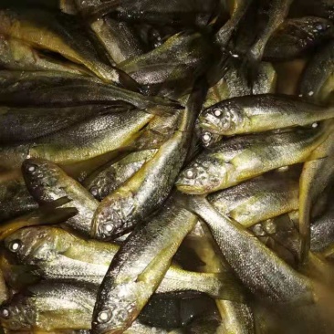 小黄鱼