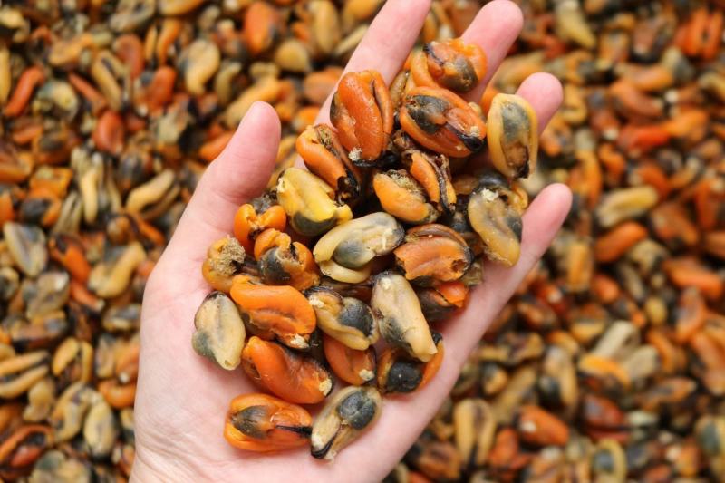 广州人大号淡菜350头规格香味十足支持批发一件代发货源