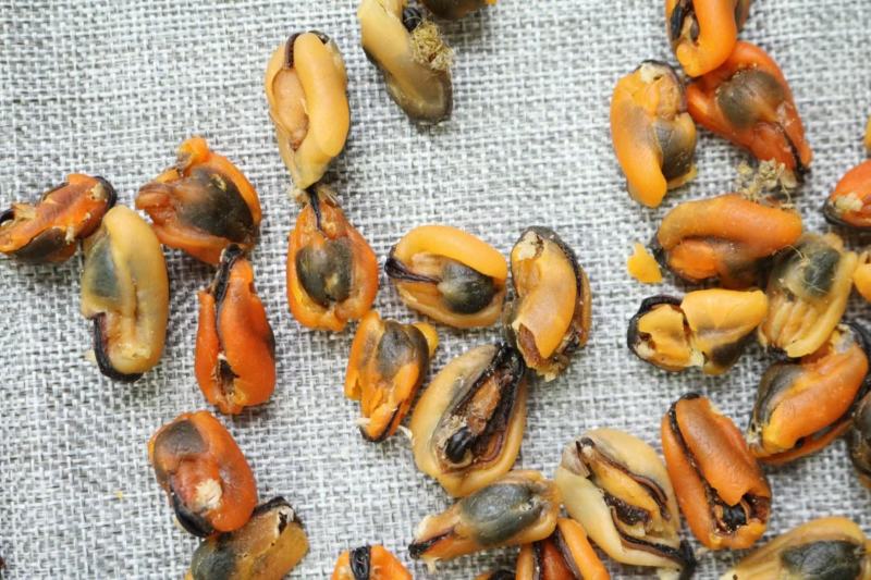 广州人大号淡菜350头规格香味十足支持批发一件代发货源