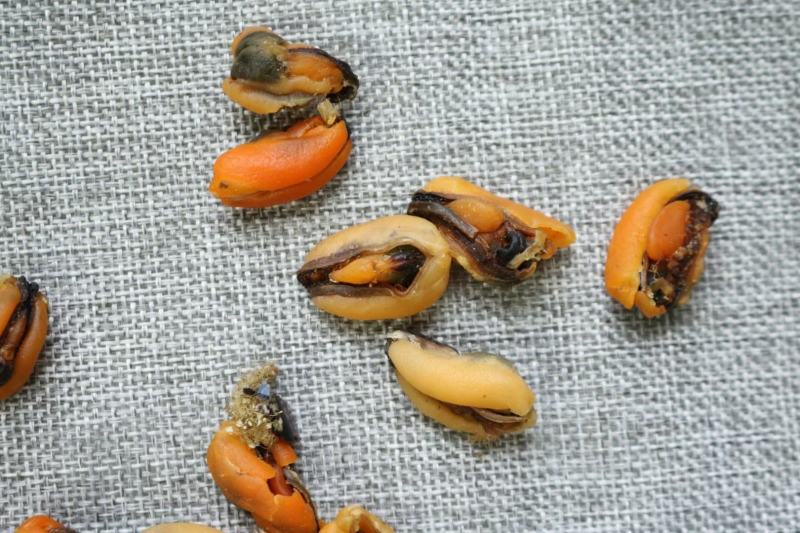 广州人大号淡菜350头规格香味十足支持批发一件代发货源