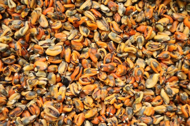 广州人大号淡菜350头规格香味十足支持批发一件代发货源