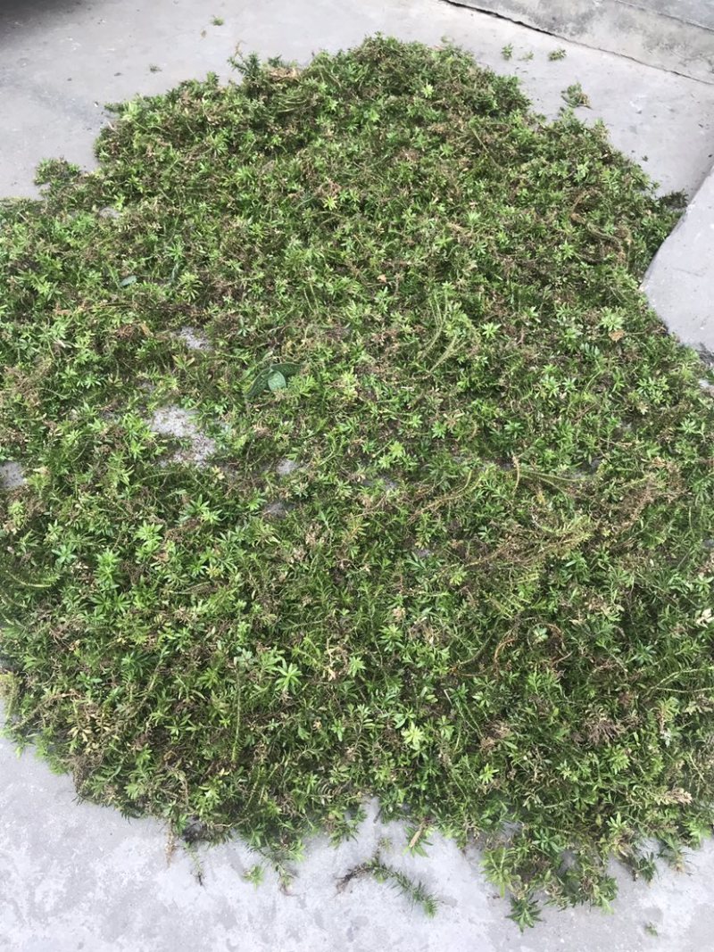 蛇足石杉虱子草还阳草千层塔