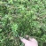 蛇足石杉虱子草还阳草千层塔