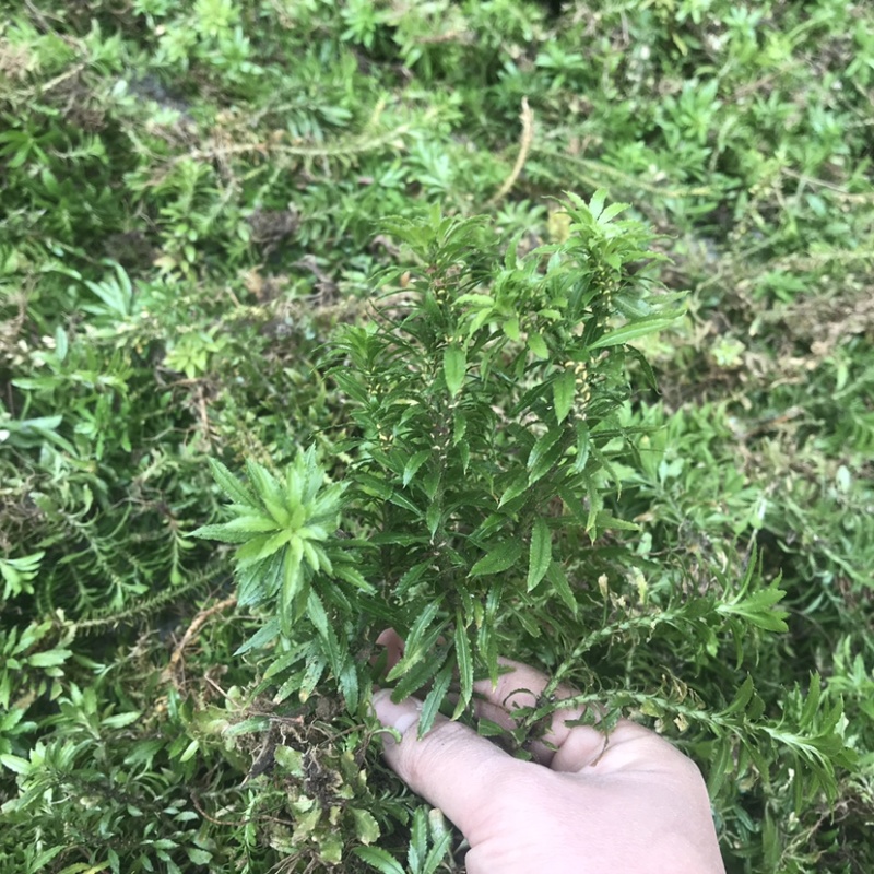 蛇足石杉虱子草还阳草千层塔