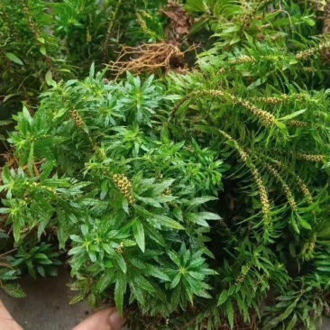 蛇足石杉虱子草还阳草千层塔
