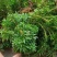 蛇足石杉虱子草还阳草千层塔