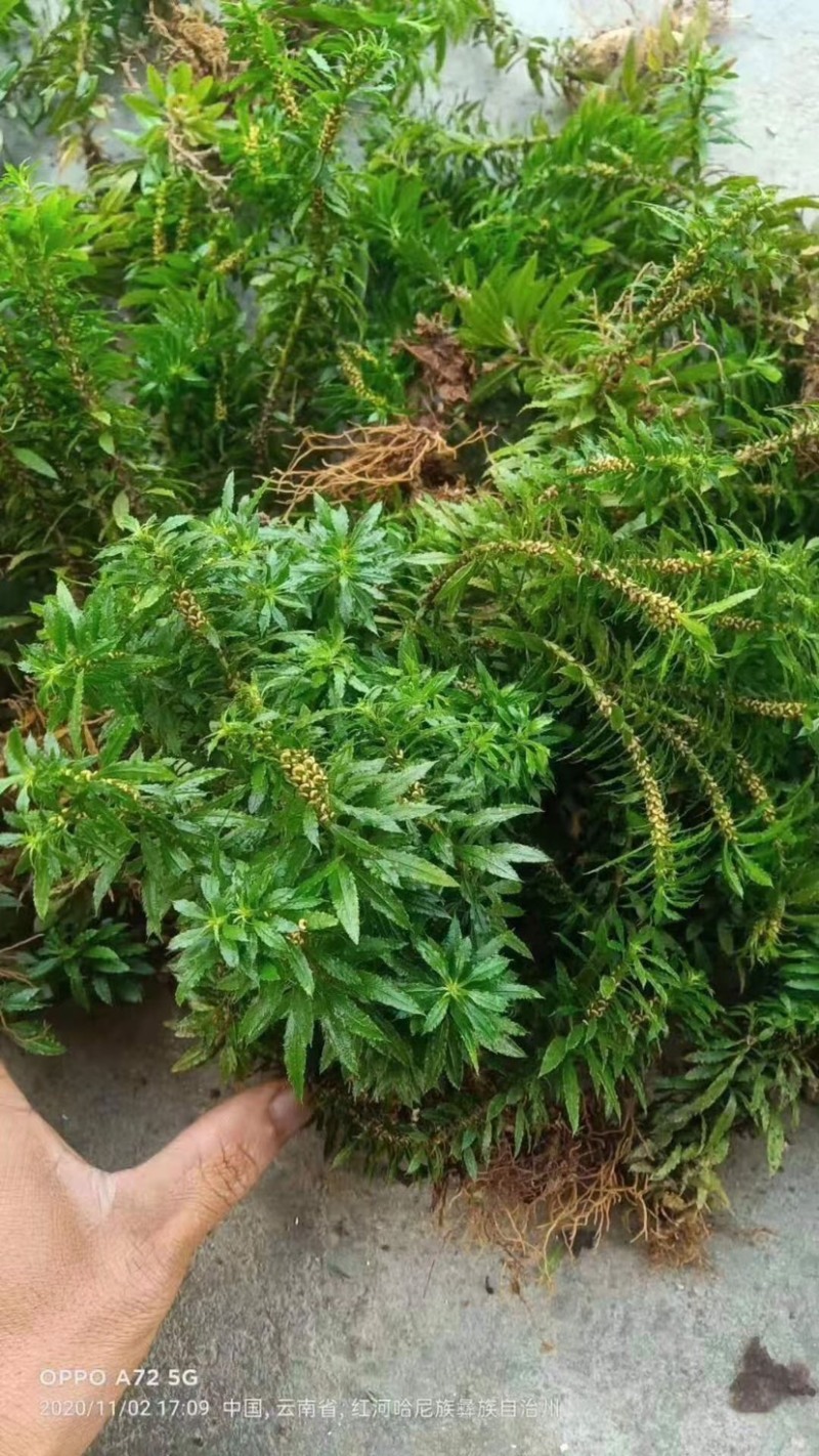 蛇足石杉虱子草还阳草千层塔