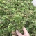 蛇足石杉虱子草还阳草千层塔