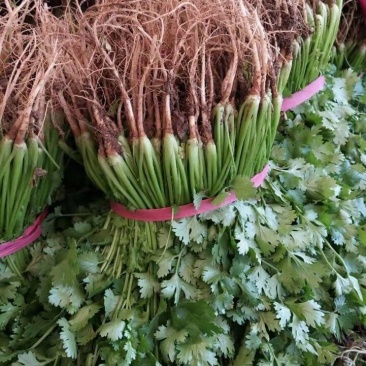 精品香菜