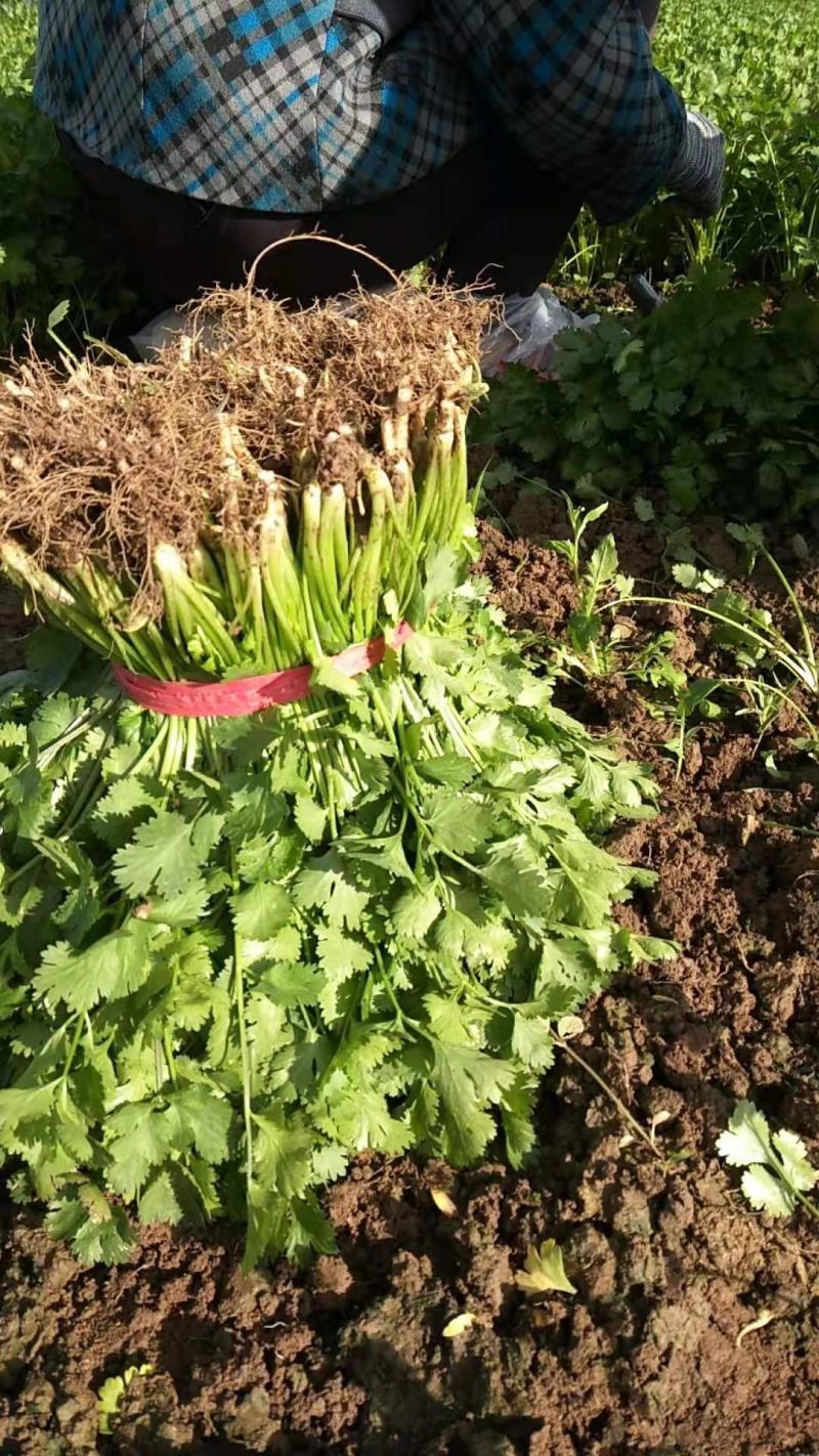 精品香菜
