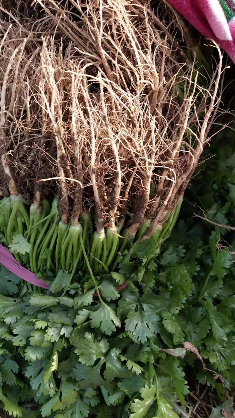 精品香菜