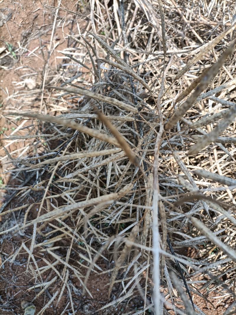 云南罗平县油菜籽35左右，货源稳定，接受长期合作，