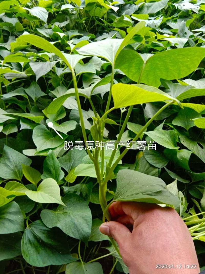 高产脱毒原种西瓜红红薯苗