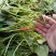 高产脱毒原种西瓜红红薯苗