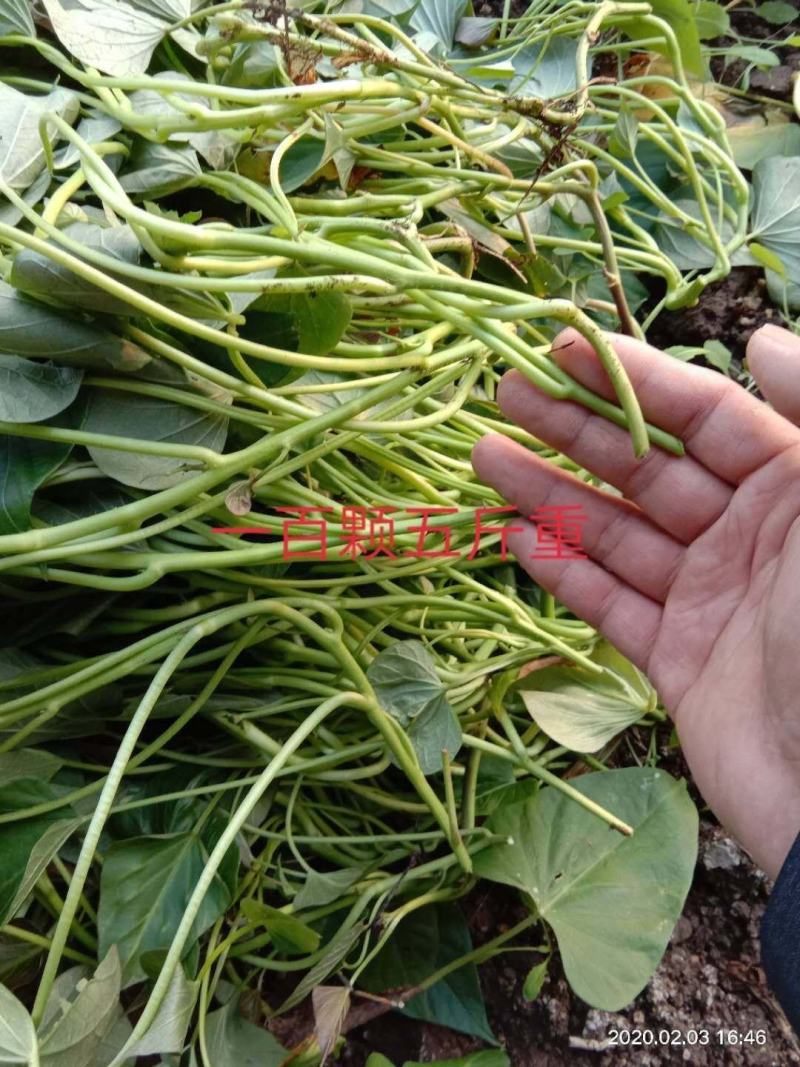 高产脱毒原种西瓜红红薯苗