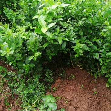 无籽香水柠檬苗