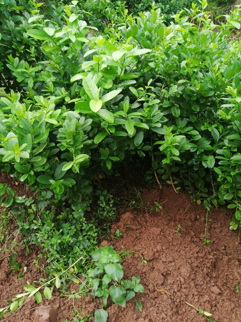 无籽香水柠檬苗