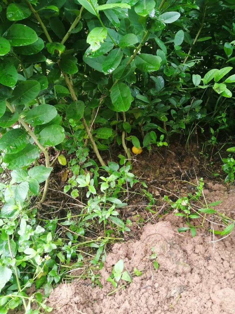无籽香水柠檬苗