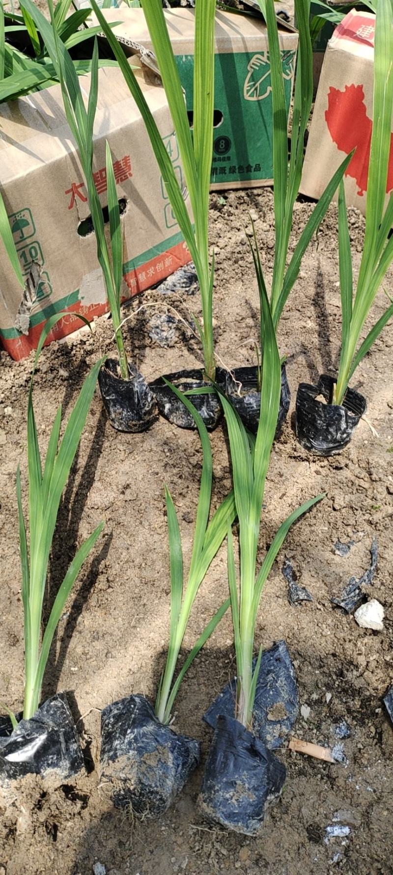 火星花，雄黄兰苗圃直发价格低质量好欢迎采购