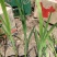 火星花，雄黄兰苗圃直发价格低质量好欢迎采购