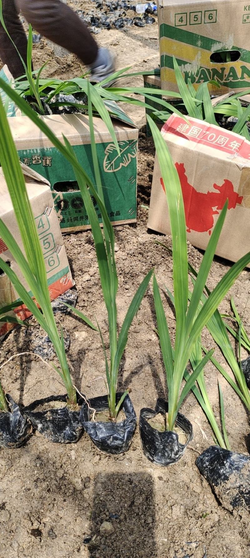 火星花，雄黄兰苗圃直发价格低质量好欢迎采购