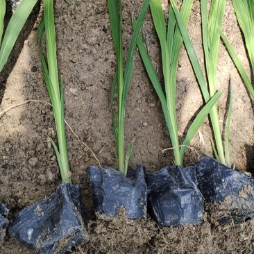 火星花，雄黄兰苗圃直发价格低质量好欢迎采购