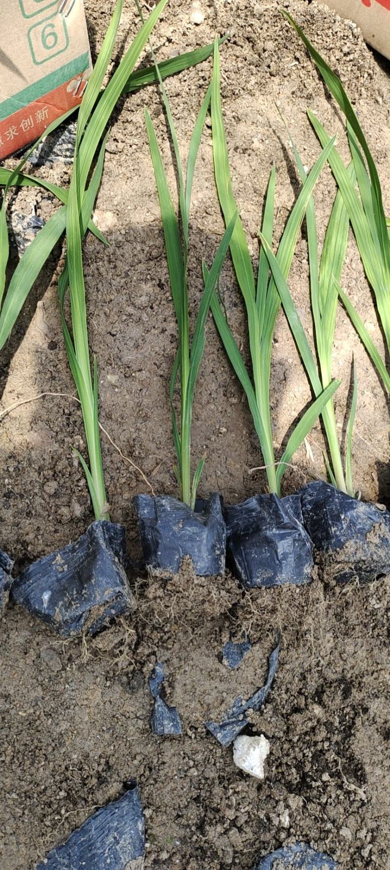 火星花，雄黄兰苗圃直发价格低质量好欢迎采购