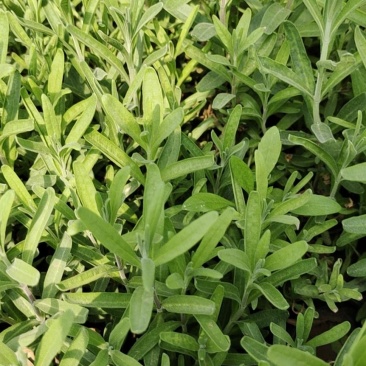 薰衣草苗圃直发价格低质量好欢迎询价