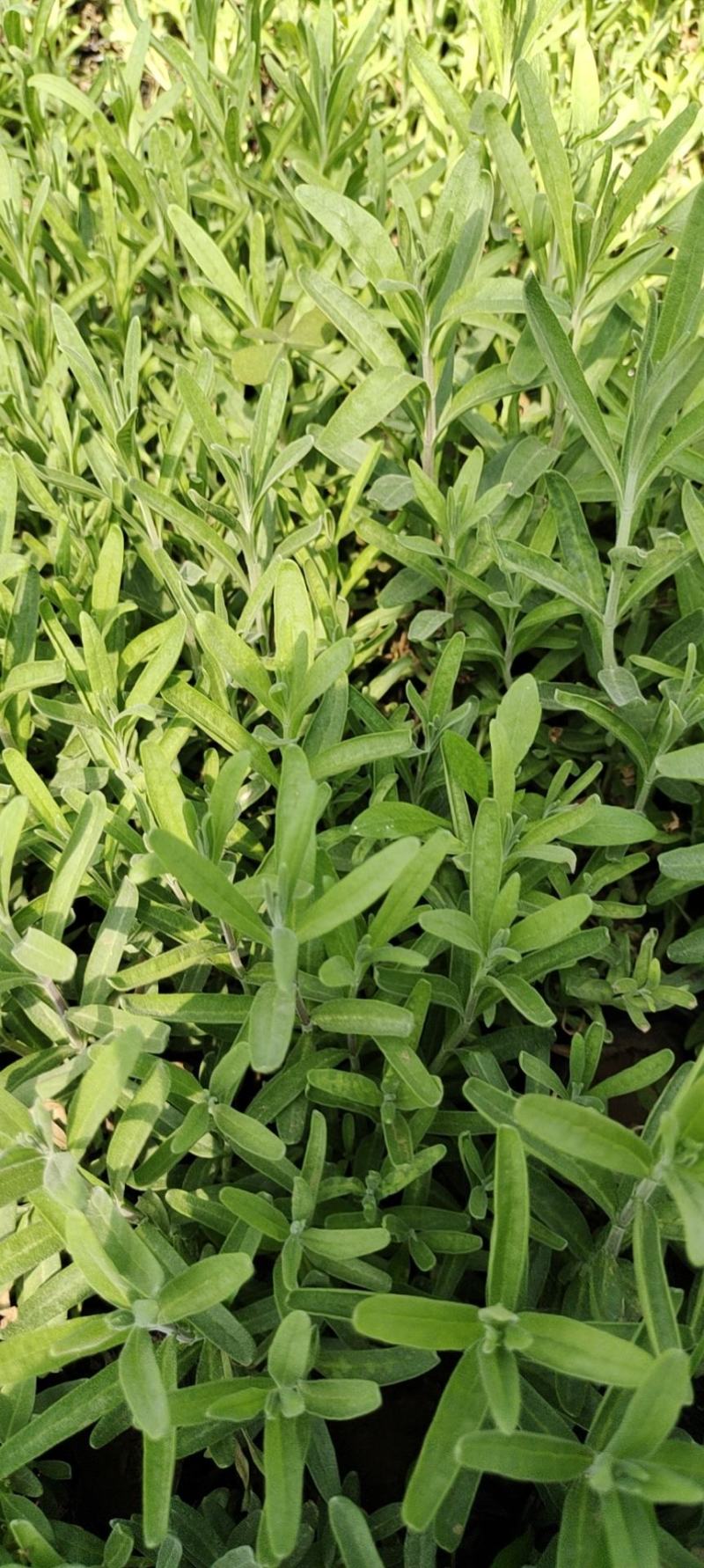 薰衣草苗圃直发价格低质量好欢迎询价