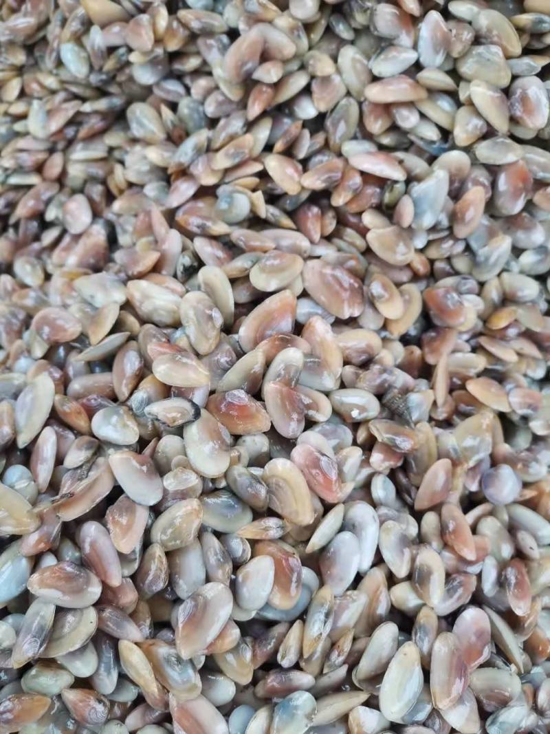 海瓜子，浙江台州鲜活海瓜子，一手货源，肉质鲜美