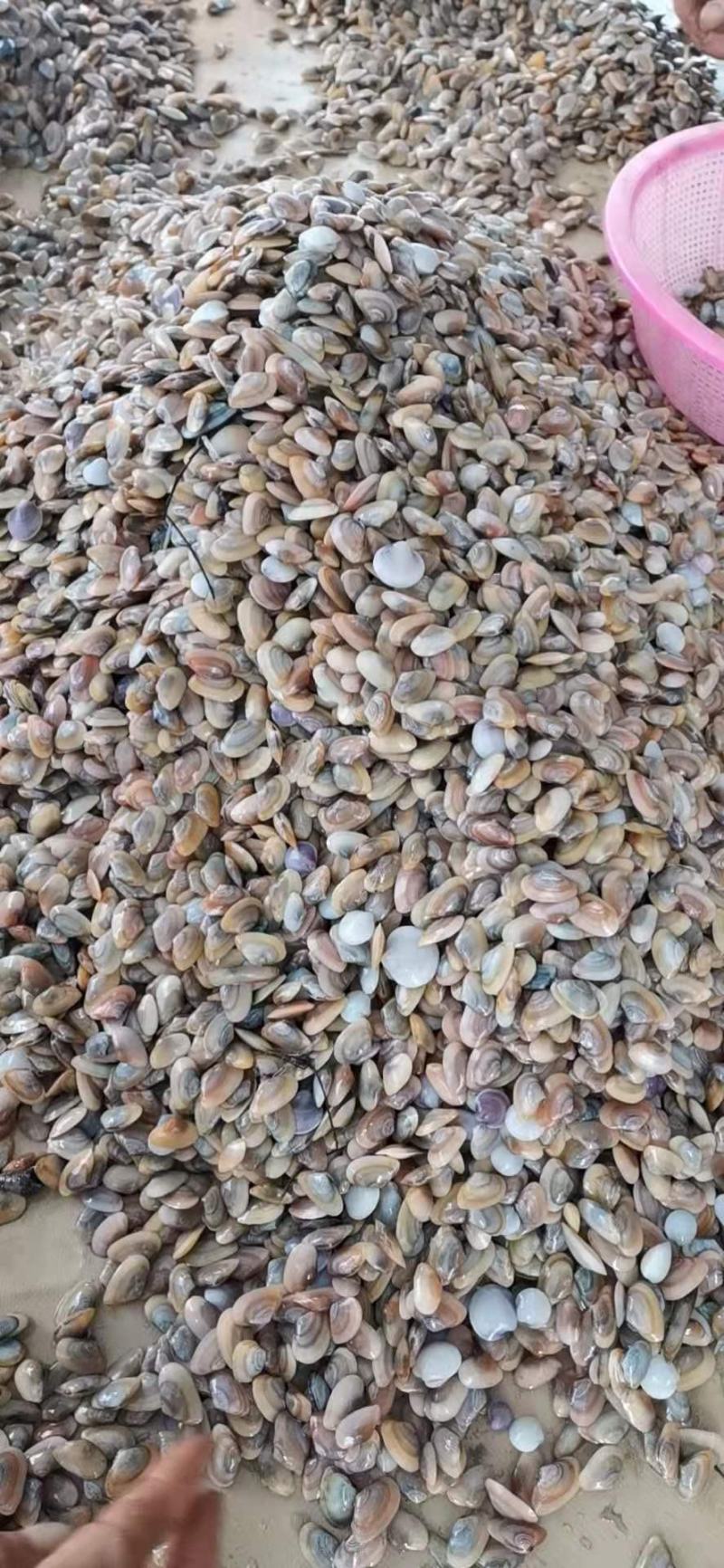 海瓜子，浙江台州鲜活海瓜子，一手货源，肉质鲜美