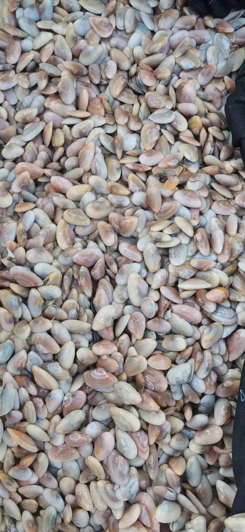 海瓜子，浙江台州鲜活海瓜子，一手货源，肉质鲜美