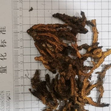 黄连片颜色好当天发货批发零售各种中药材