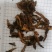 黄连片颜色好当天发货批发零售各种中药材