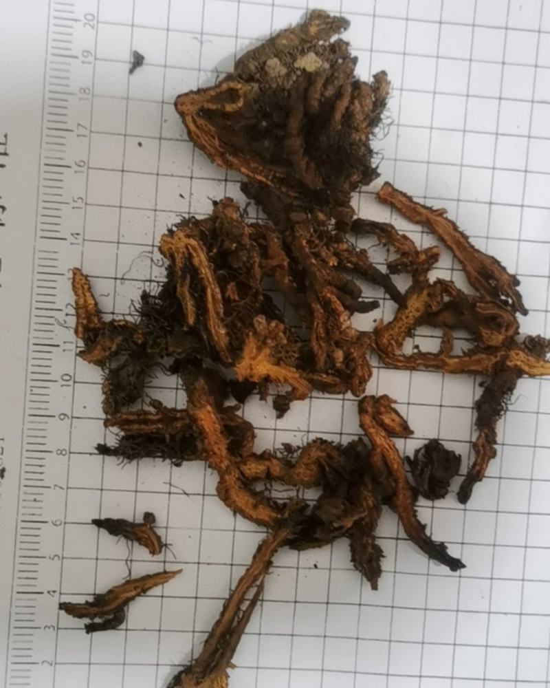 黄连片颜色好当天发货批发零售各种中药材