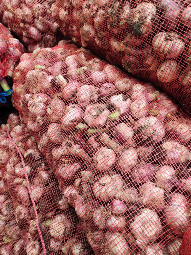 大蒜杂交鲜蒜量大从优质量好诚信经营产地直发欢迎来电