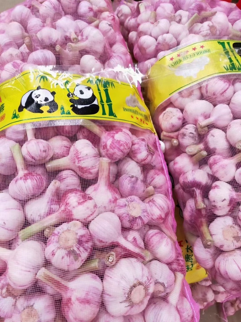 大蒜杂交鲜蒜量大从优质量好诚信经营产地直发欢迎来电