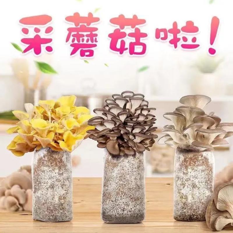 平菇菌包菌棒，电商平台地摊供应源头厂家