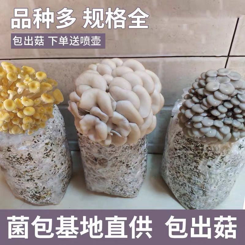 平菇菌包菌棒，电商平台地摊供应源头厂家