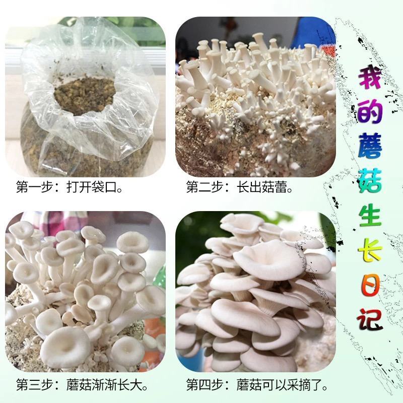 平菇菌包菌棒，电商平台地摊供应源头厂家