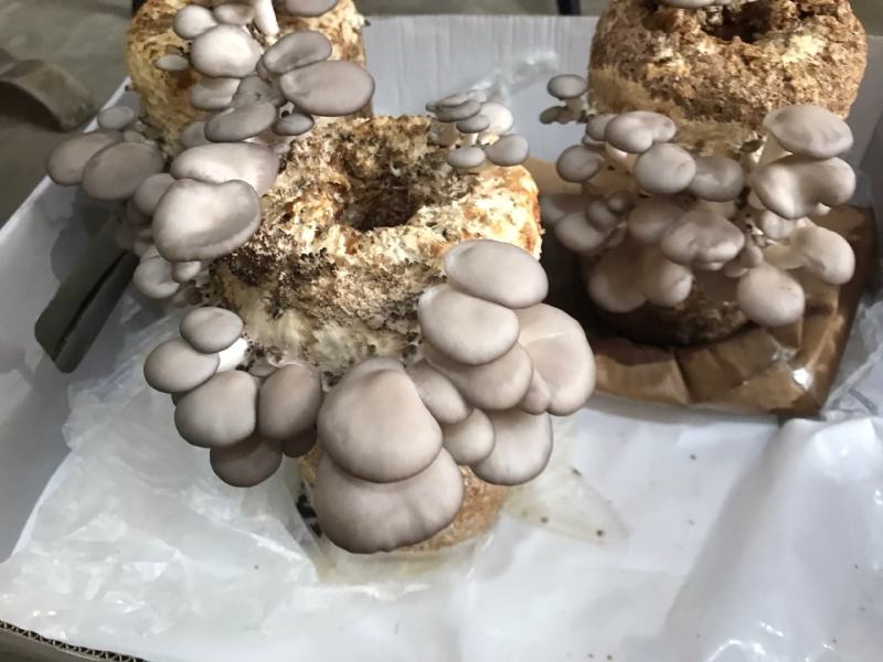 平菇菌包菌棒，电商平台地摊供应源头厂家