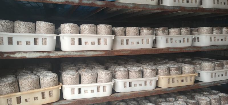 平菇菌包菌棒，电商平台地摊供应源头厂家