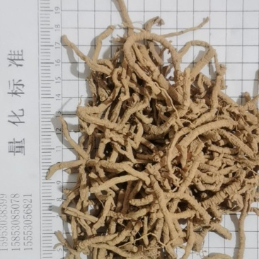 泽润中药批发供应远志筒好统货