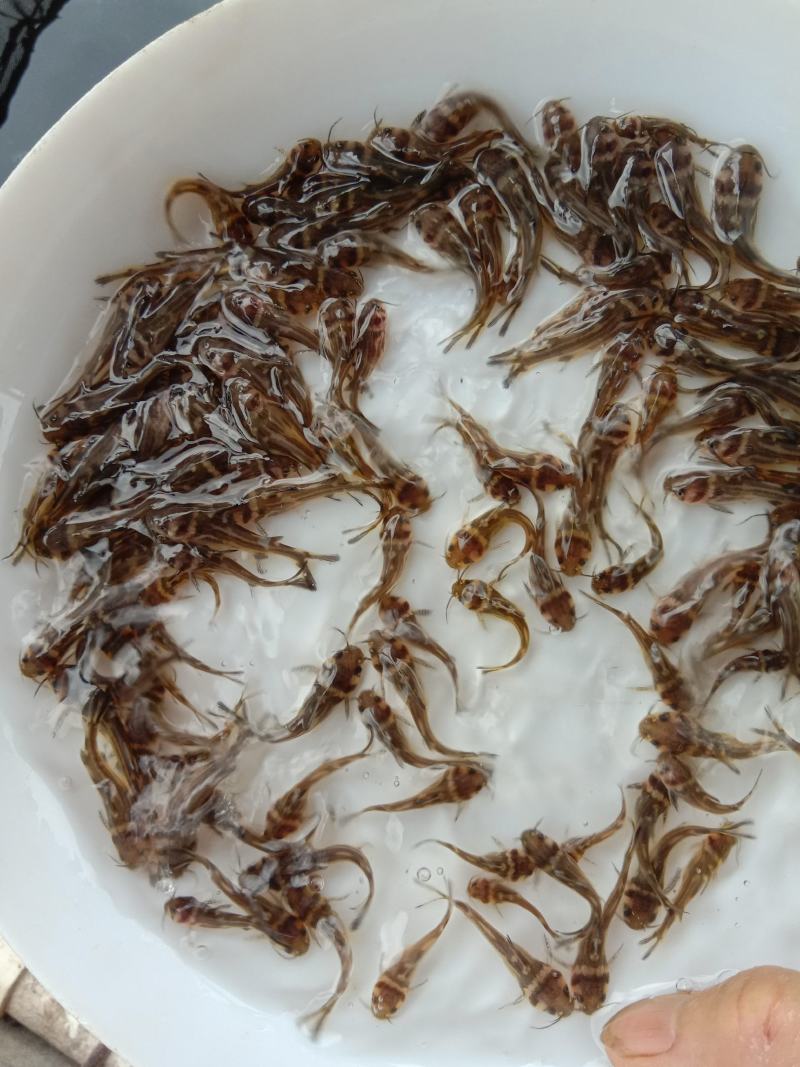 【推荐】杂交黄颡鱼苗/黄骨鱼苗/黄辣丁苗，基地直供，全国发货