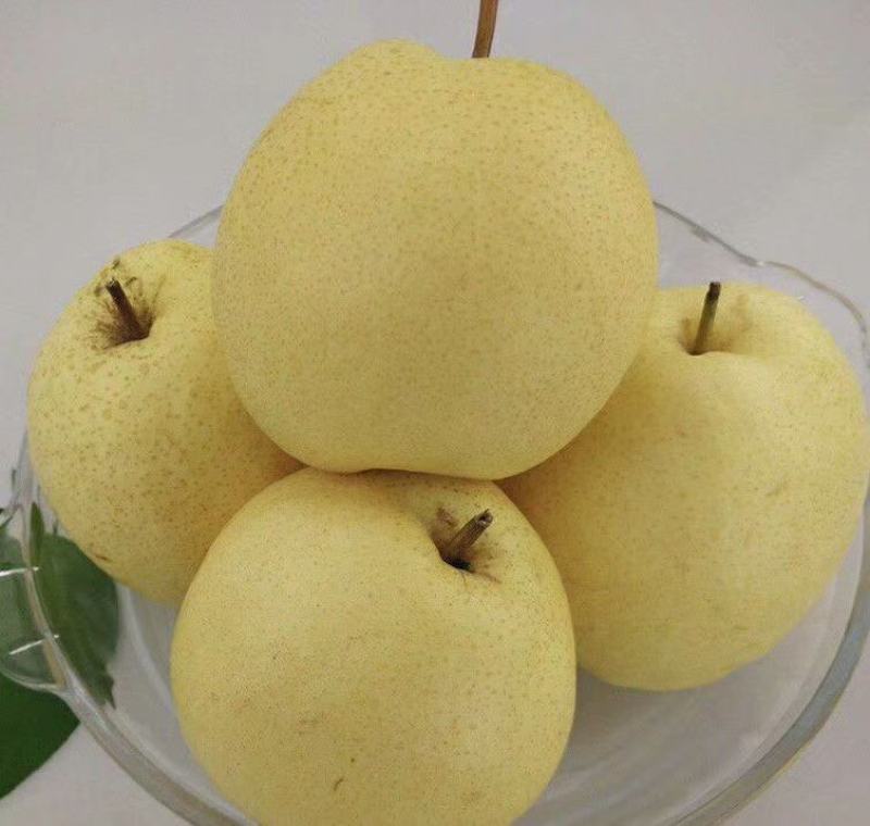 贡梨