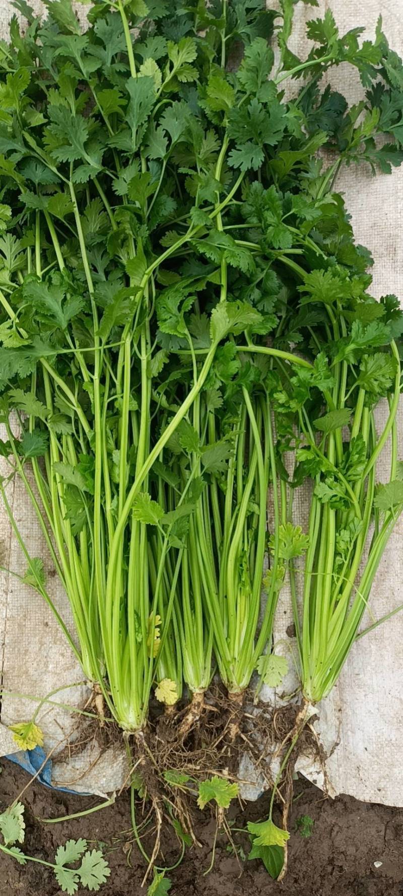 精品铁杆青小叶香菜，三十亩在售中。