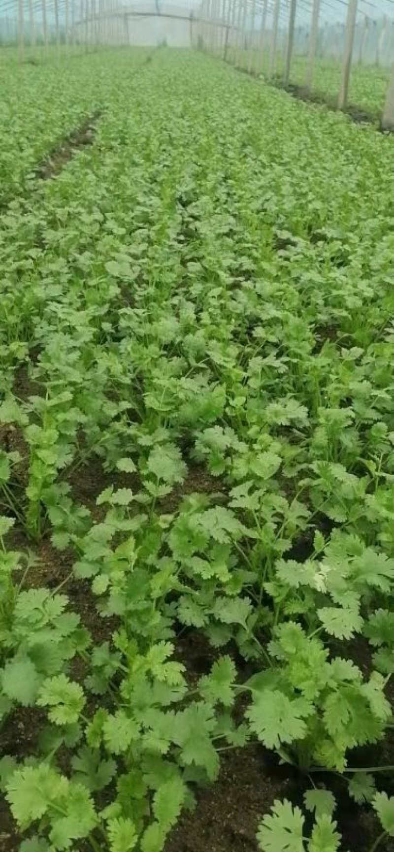 精品铁杆青小叶香菜，三十亩在售中。