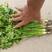 精品铁杆青小叶香菜，三十亩在售中。